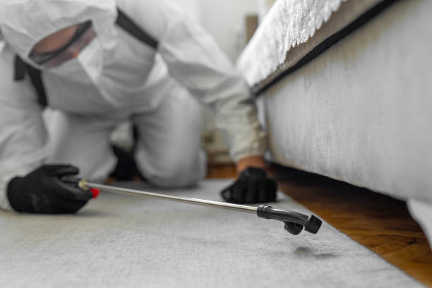 Professional Bed Bug Control technician working in North Port, FL